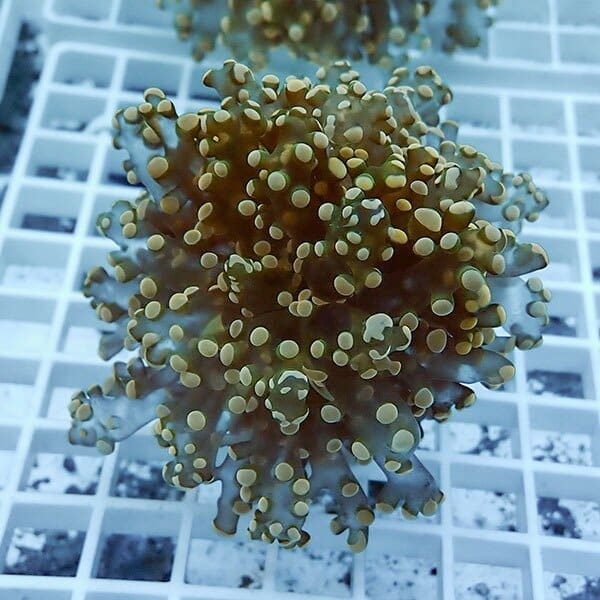 【サンゴ現物3】タコアシサンゴ フラグ