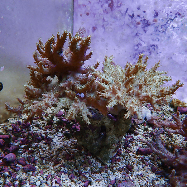 【サンゴ現物3】トサカ.sp 16-19cm 沖縄産