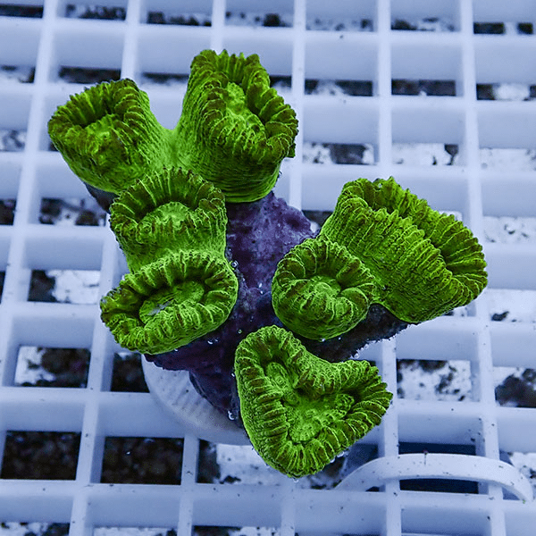 【サンゴ現物3】タバネサンゴ フラグ