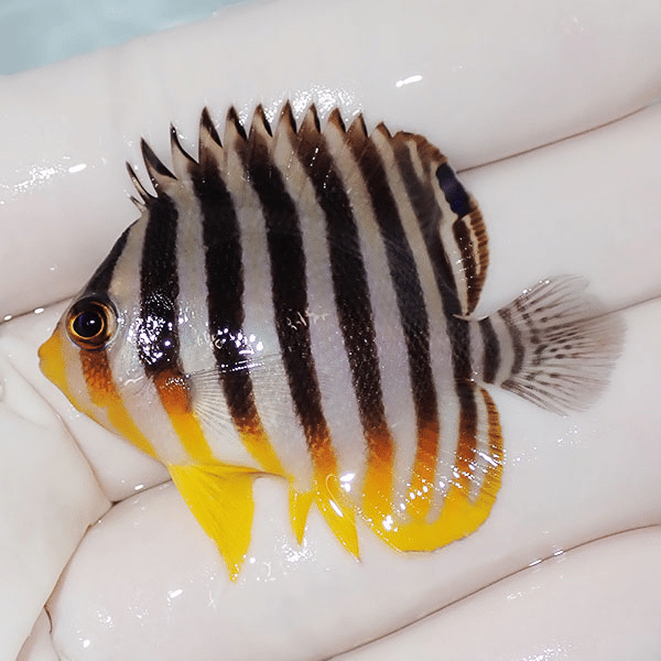 【現物3】シマヤッコ 5cm±