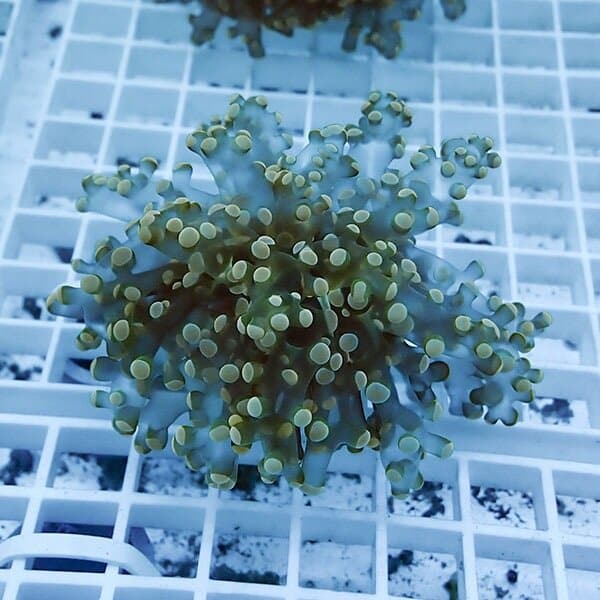 【サンゴ現物4】タコアシサンゴ フラグ