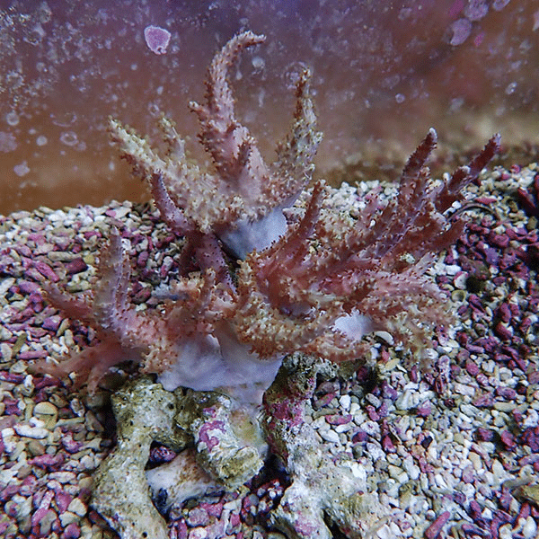 【サンゴ現物4】トサカ.sp 12-12cm 沖縄産