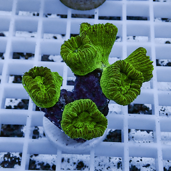 【サンゴ現物4】タバネサンゴ フラグ