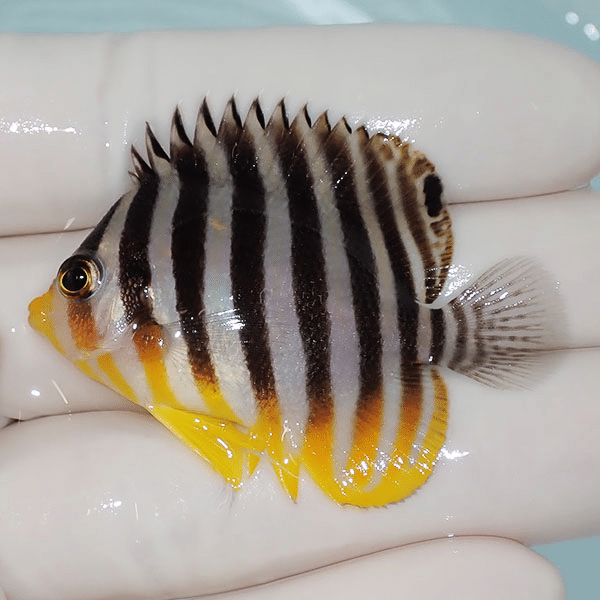 【現物4】シマヤッコ 5cm±