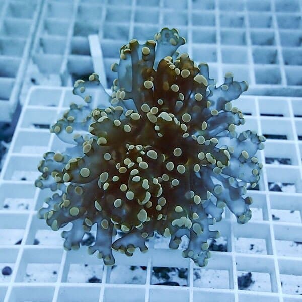 【サンゴ現物5】タコアシサンゴ フラグ