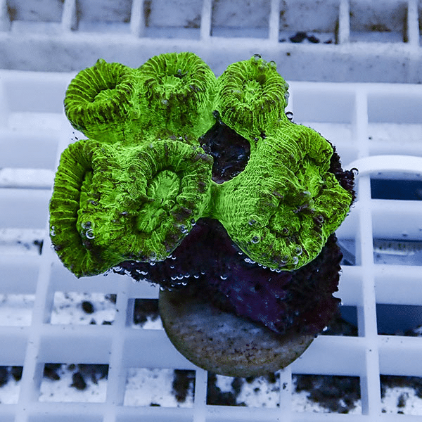 【サンゴ現物5】タバネサンゴ フラグ