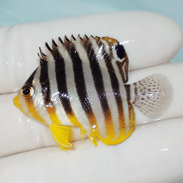 【現物5】シマヤッコ 4.3cm±