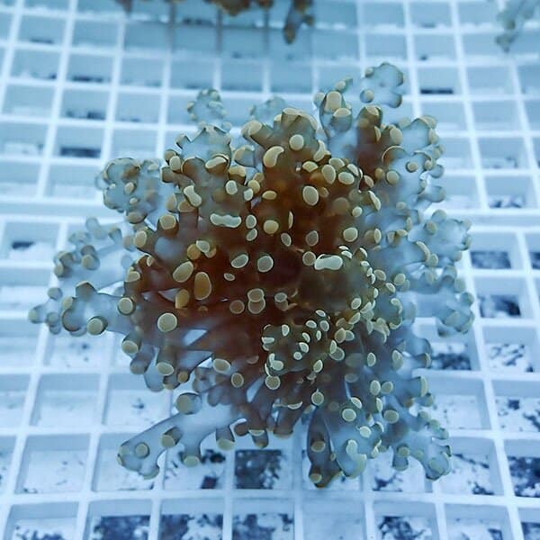 【サンゴ現物6】タコアシサンゴ フラグ