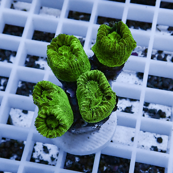 【サンゴ現物6】タバネサンゴ フラグ