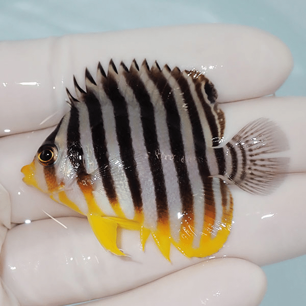 【現物6】尾びれ欠け シマヤッコ 5.2cm±