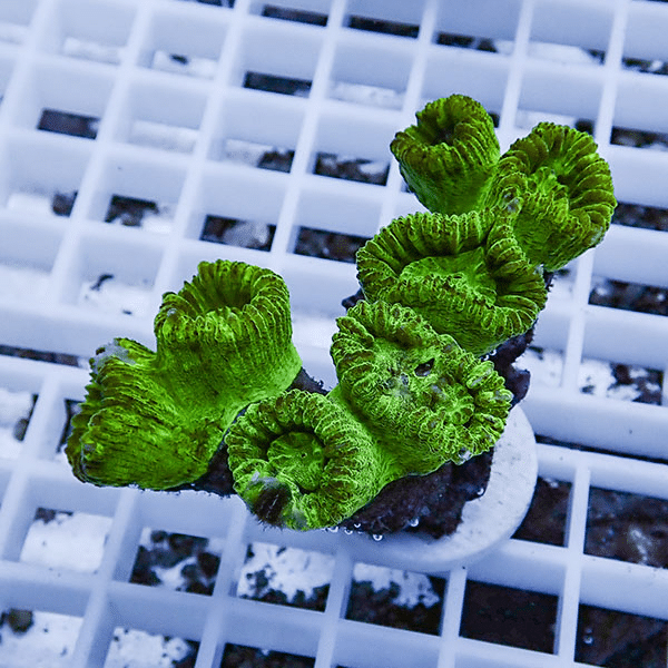 【サンゴ現物7】タバネサンゴ フラグ