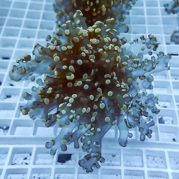 【サンゴ現物8】タコアシサンゴ フラグ