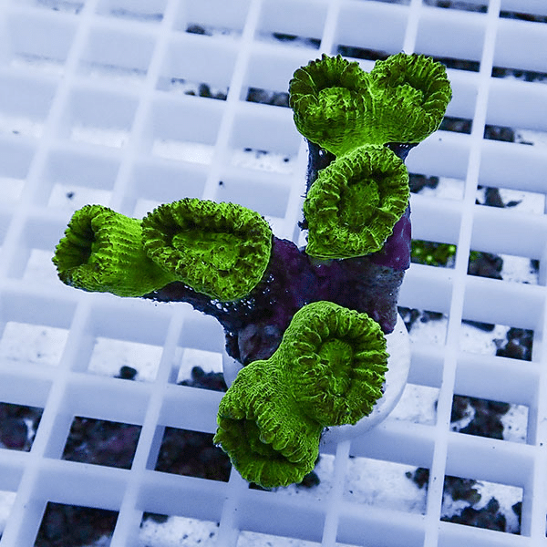 【サンゴ現物8】タバネサンゴ フラグ