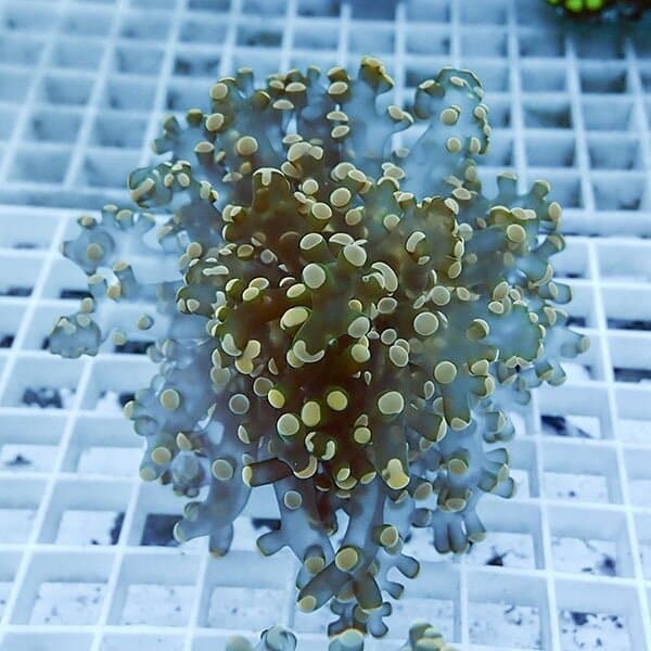 【サンゴ現物9】タコアシサンゴ フラグ