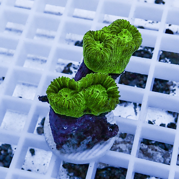 【サンゴ現物9】タバネサンゴ フラグ