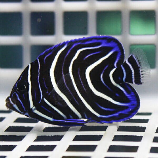 サザナミヤッコ 3-4cm±