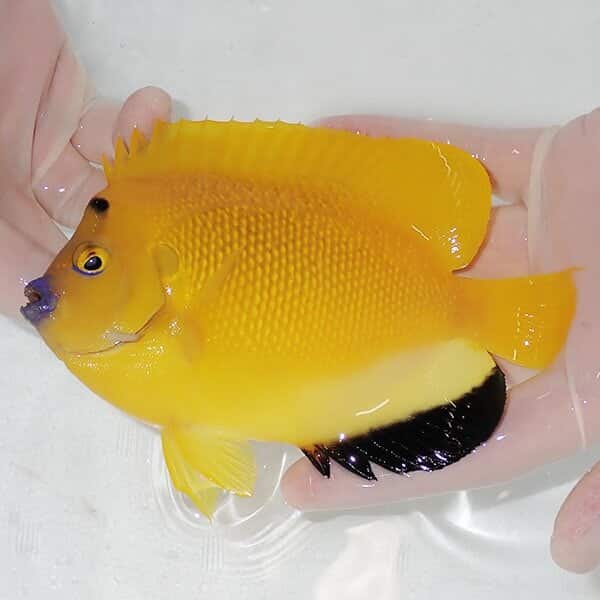 【現物1】シテンヤッコ 14.5cm±