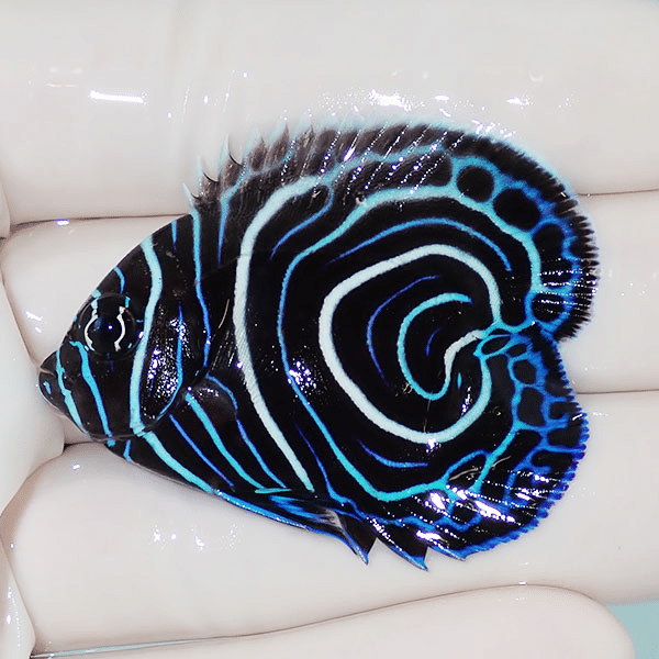 【現物】ウズマキハートテール 4.5cm±