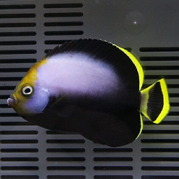 キヘリキンチャクダイ 7-9cm±