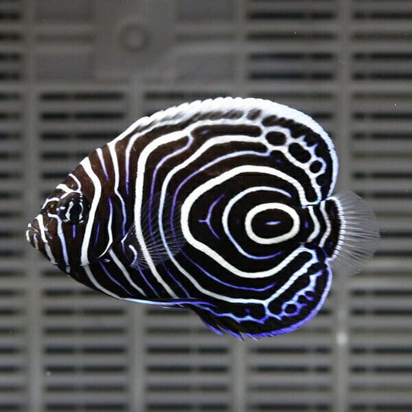 ウズマキ Tサイズ 3.5-4.5cm±