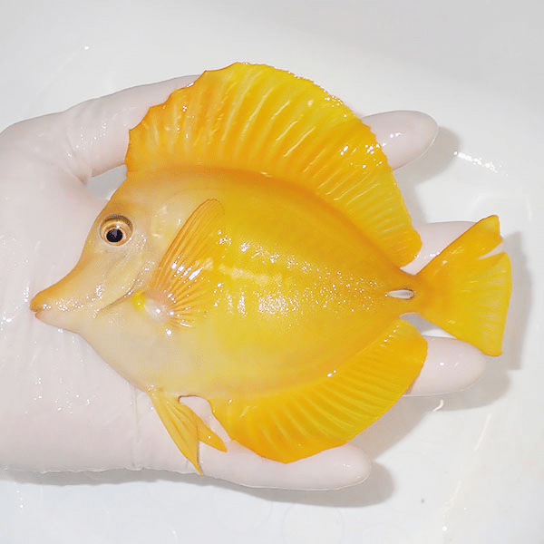 【現物】粒エサOK キイロハギ BIG 15cm±