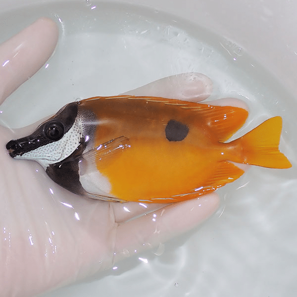 【現物】ヒフキアイゴ 大 14cm±