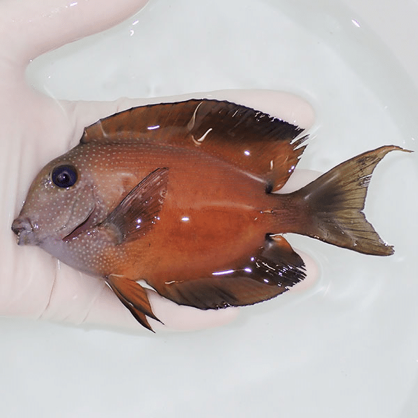 【現物1】サザナミハギ 13cm±