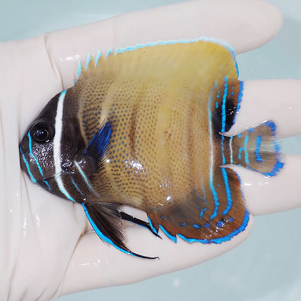 【現物1】ロクセンヤッコ 8cm±