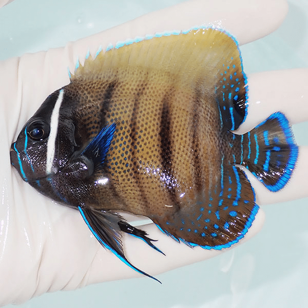 【現物2】ロクセンヤッコ 9.5cm±