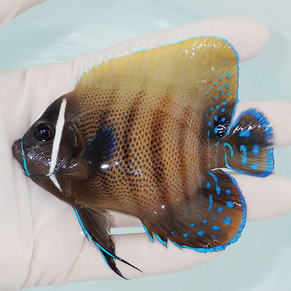 【現物3】ロクセンヤッコ 9.5cm±