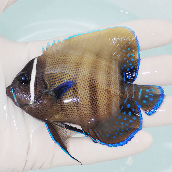 【現物4】ロクセンヤッコ 9.5cm±