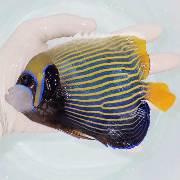 【現物3】タテジマキンチャクダイ 15.5cm±