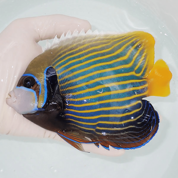 【現物4】粒エサOK タテジマキンチャクダイ 15.5cm±