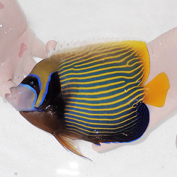 【現物5】粒エサOK タテジマキンチャクダイ 19cm±