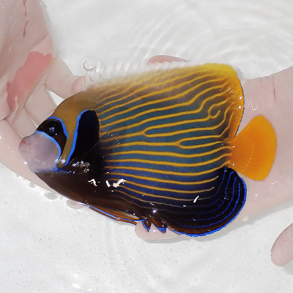 【現物6】粒エサOK タテジマキンチャクダイ 17cm±