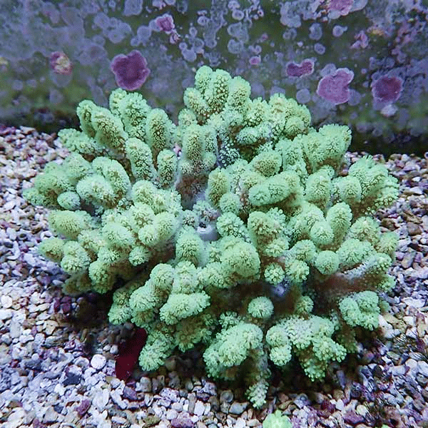 【サンゴ現物10】トサカ.sp 13-11cm 沖縄産