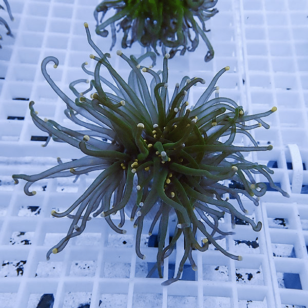 【サンゴ現物10】フラワーコーラルフラグ