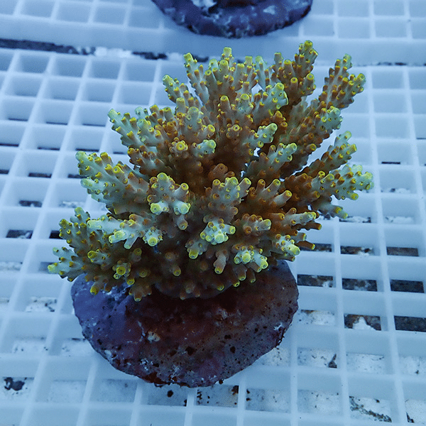 【サンゴ現物10】ブリードミドリイシ