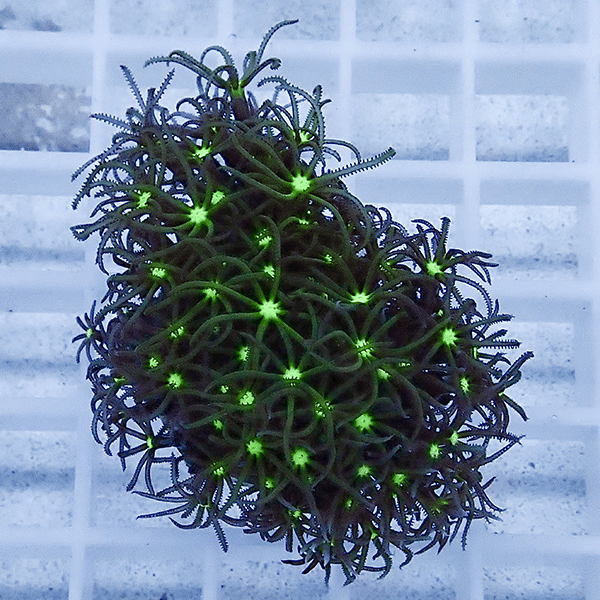 【サンゴ現物10】スターポリプ フラグ