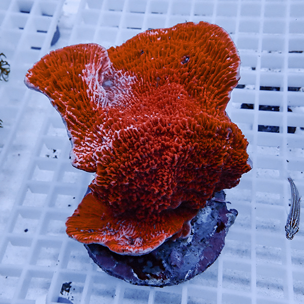 【サンゴ現物10】ウスコモンサンゴブリード