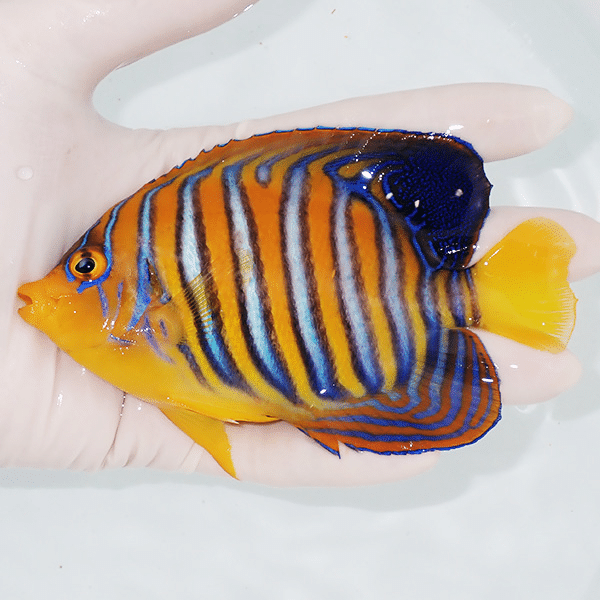 【現物10】モルディブ産インドニシキヤッコ 12.5cm±