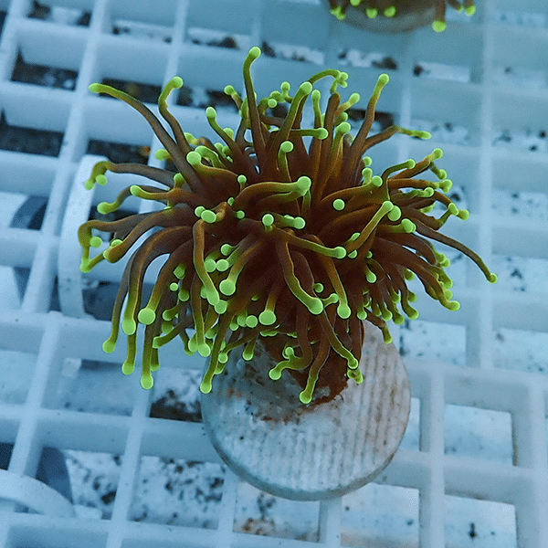 【サンゴ現物10】フラワーコーラルフラグ