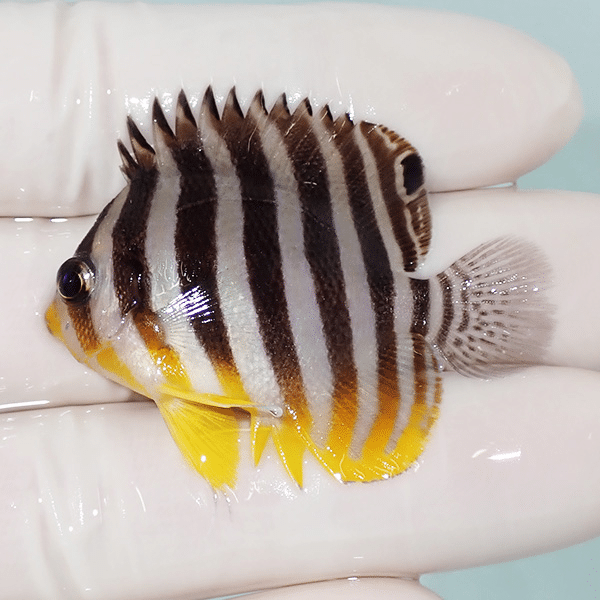 【現物10】シマヤッコ 4.7cm±