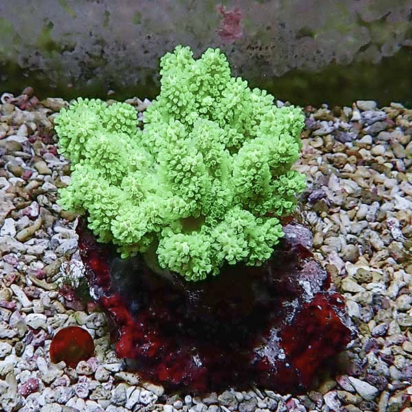 【サンゴ現物11】トサカ.sp 8-9cm沖縄産