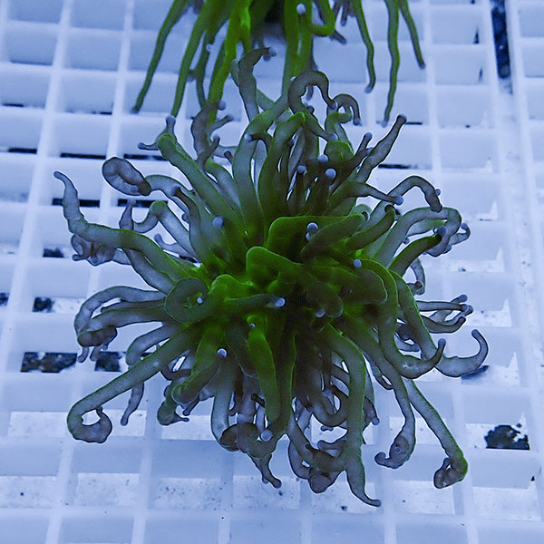 【サンゴ現物11】フラワーコーラルフラグ