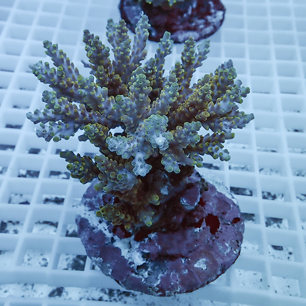 【サンゴ現物11】ブリードミドリイシ