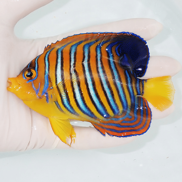 【現物11】モルディブ産インドニシキヤッコ 11.5cm±