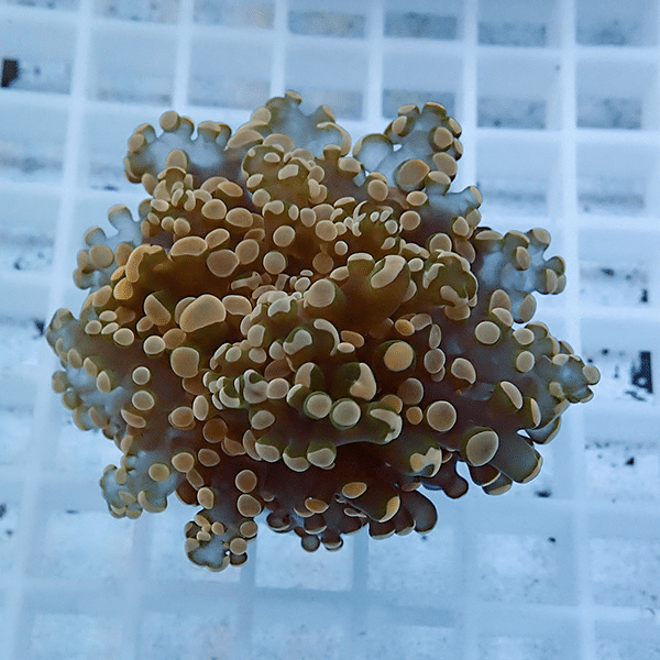 【サンゴ現物11】タコアシサンゴ フラグ