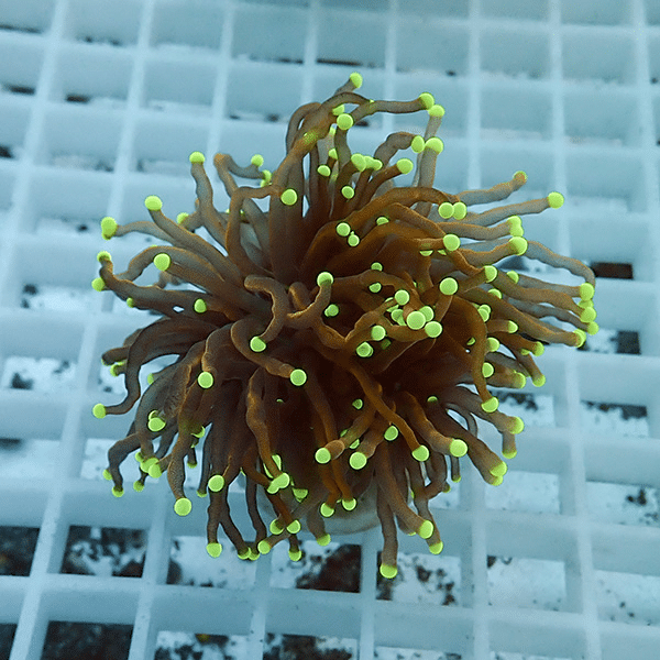 【サンゴ現物11】フラワーコーラルフラグ