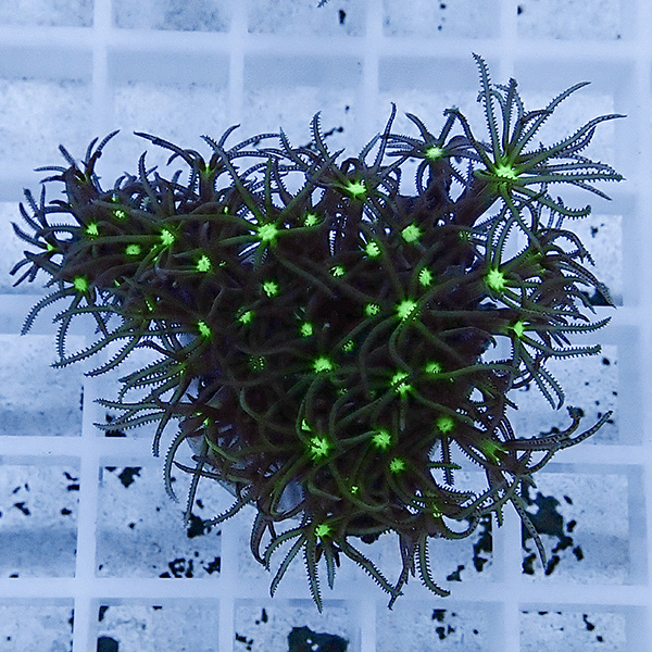 【サンゴ現物12】スターポリプ フラグ